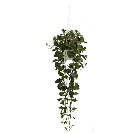 44&#x22; Philodendron Hanging Basket Plant